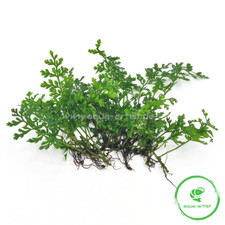 10x mini wasserfarn bolbitis - mini-wasserfarn,