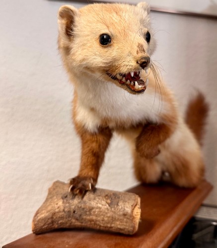 Marder tierpräparat mit - tierpräparat,