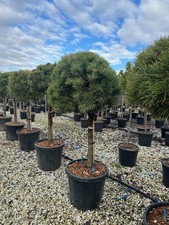 Pinus Sylvestris 150 cm