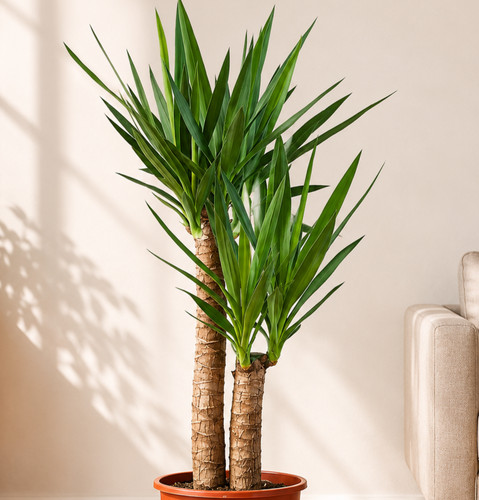 Yucca palme 90cm - 🌵,