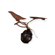 Nymphaea lotus - Roter Tigerlotus - Knolle Aquarium Wasserpflanze Seerose