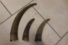Ziegenhörner Ziege Tierhorn