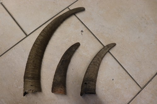 Ziegenhörner ziege tierhorn - ziege,