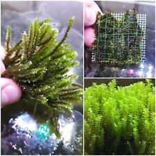 Rare Moos Moosgitter