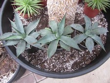 Agave montana - Königin der