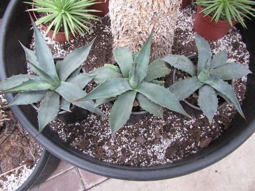 Agave montana königin - agave, der