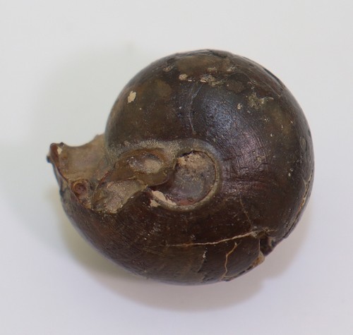Goniatit maxigoniatites sp - goniatit,,
