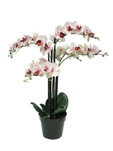 Künstliche orchidee - ,