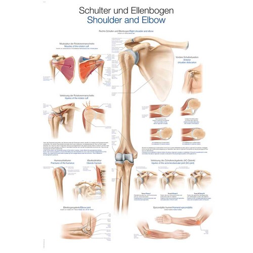 Erler zimmer anatomische - zimmer,