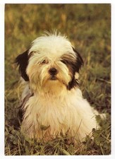 AK Hunde, Postkarte / Shih-Tzu-Welpe, Hunderasse aus Tibet