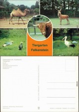 Falkenstein (Vogtland) Tierpark - Kamel, Rothirsch, Schottisches    1983