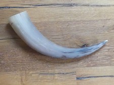 Großes echtes Kuhhorn ca. 38