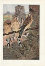 Turmfalke (Falco tinnunculus) Falken seltener Kunsdruck von 1901 Wilhelm Kuhnert