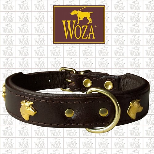 Woza jack russel - jack, terrier