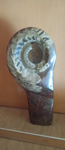 Ammonit fossil - fossil,