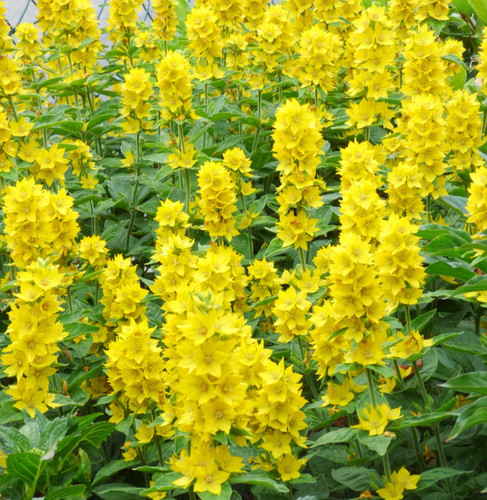 Goldfelberich rhizome - 10, /