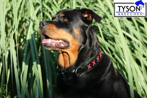 Hundehalsband schwarz leder - hundehalsband,