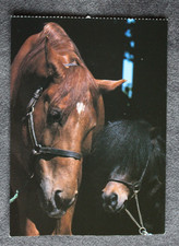 Postkarte Island Pony,WB,Isländer,Pferd,Pferde,Pferdepostkarte,AK,Ansichtskarte