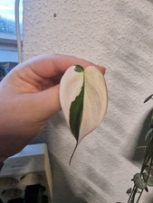Philodendron Micans Pink