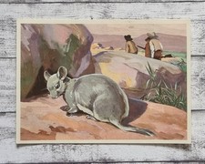 Jagd Chinchilla Salpeterwüste Mittel Südamerika Sanella 1950er Reklame Vintage