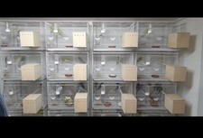 Vogel Zuchtkäfige mit Nistkasten Und Komplette Zubehör Zuchtanlage Viele Zubehör