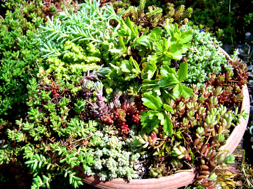 500 samen sedum mix - 500,