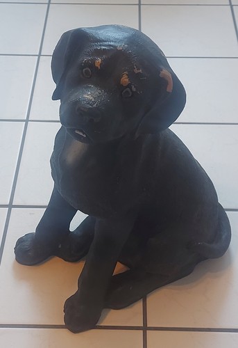 Labrador golden retriever - golden,