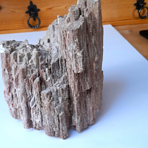 Pflanzenfossil pflanzenteil - pflanzenfossil,