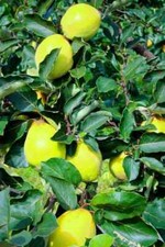 Quittenbaum Limon Ayvasi
