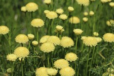 SAMEN die Gummibärpflanze duftet nach einer frisch geöffnete Tüte Gummibären