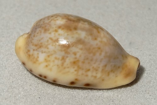 Meeresschnecke cypraea - meeresschnecke,