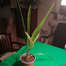 Dattelpalme ,aus Kern selbst