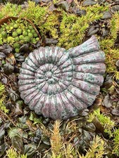Ammonit groß fossil - groß,