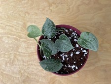 Scindapsus pictus silvery ann - scindapsus,