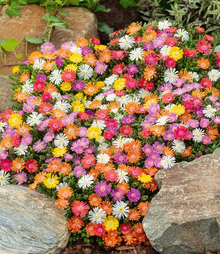 Winterharte eisblumen wheels - winterharte,