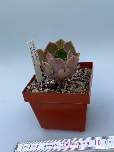 Aeonium hierrense kanarisches