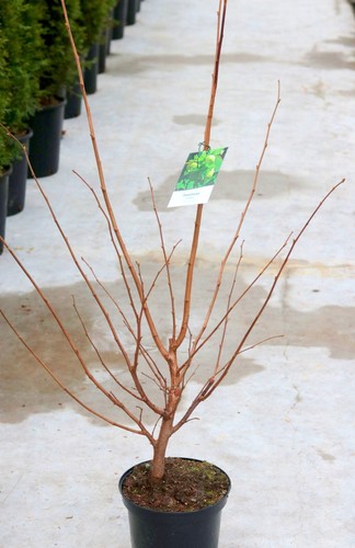 Hallesche riesennuss corylus - 'hallesche,