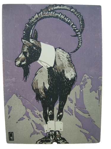 Monokarte gemse kragen - gemse,