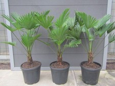 Trachycarpus wagnerianus - ,
