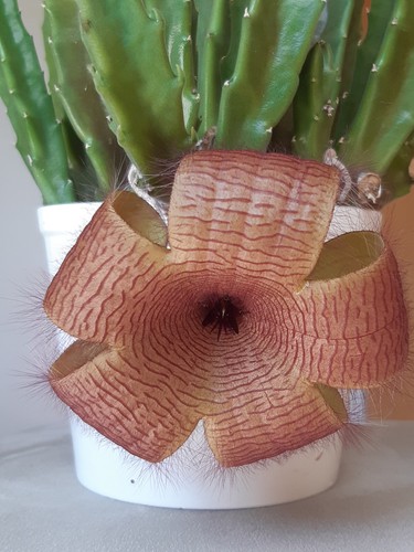 Aasblume stapelia - aasblume,,