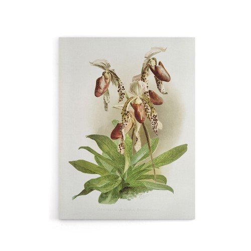 Frederick sander cypripedium - frederick,