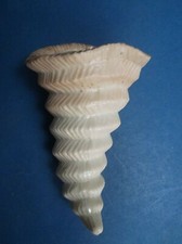 Locke & Co Worcester C 30er Wandtasche Hornform Blush Ivory Gold Streifen