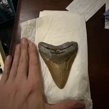 12 Cm Megalodon Haifischzahn