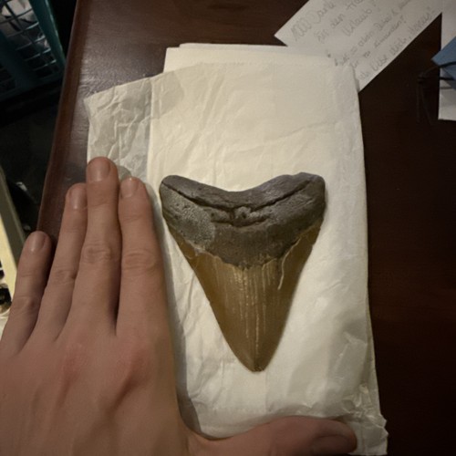 Megalodon haifischzahn - cm,