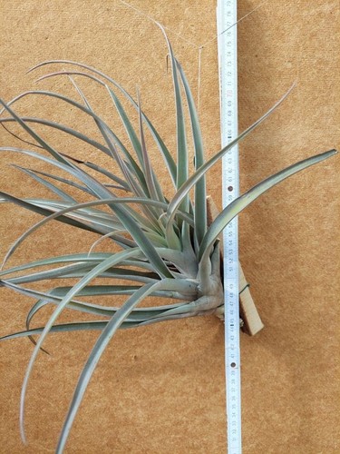 Tillandsia capitata xxl - tillandsia,