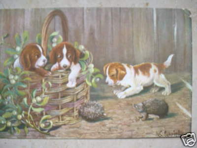 3341 hunde igel jack - hunde,