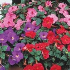 Achimenes Flower Plant Live