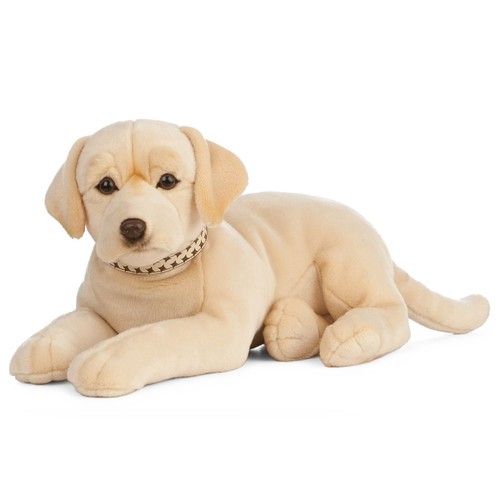 Golden labrador liegend - labrador,