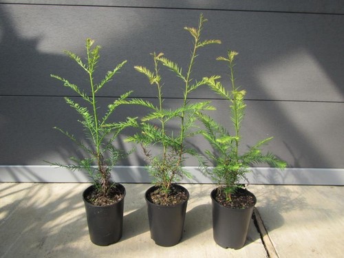 Sequoia sempervirens - ,