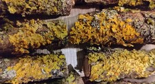 Gelbe  Flechte / Lichen  Äste